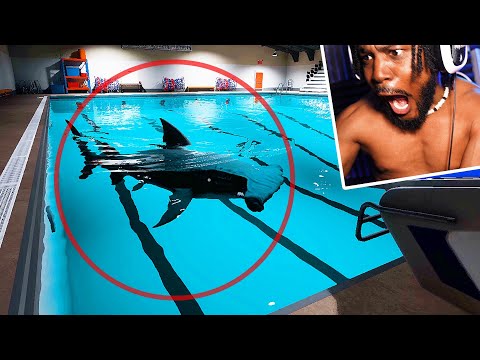 MY DEEPEST FEAR. There's a SHARK in the POOL [Sharks And Minnows] img